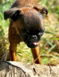 Close-up of dog on field