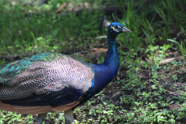 Close-up of peacock | ID: 146257363