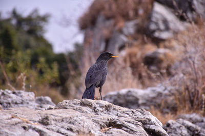 Bird perching on rock