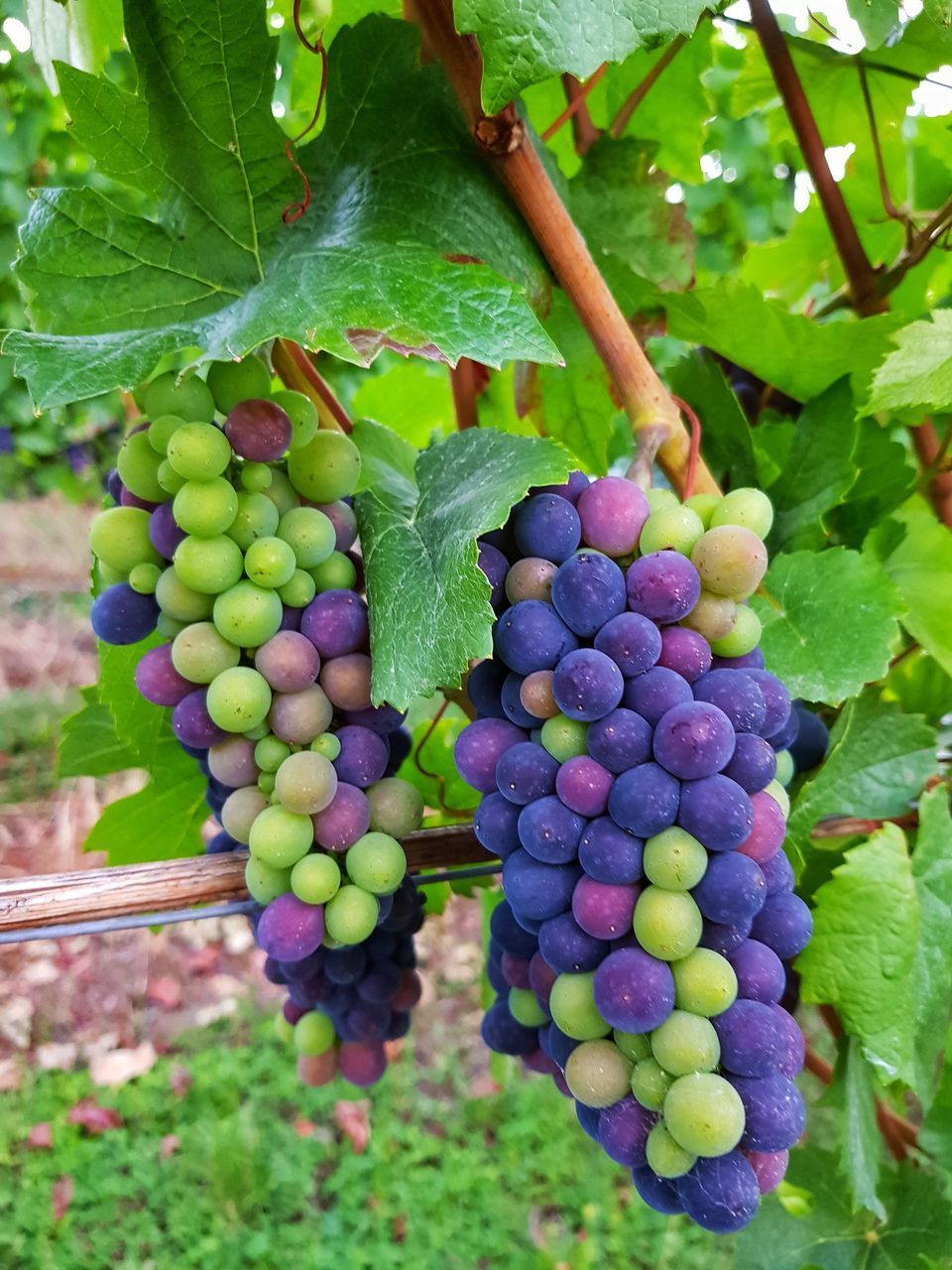 CLOSE-UP OF GRAPES HANGING ON VINE