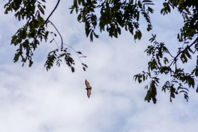 Low angle view of bird flying against sky