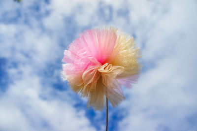 Close-up of pink flower against sky