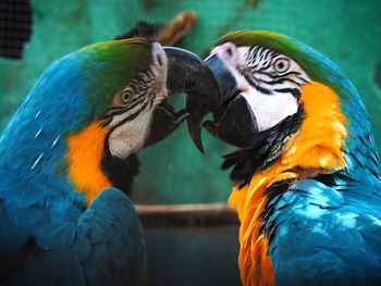 Close-up of two birds in love