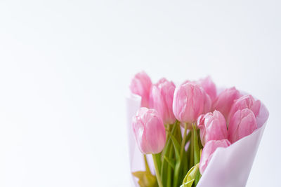 Pink tulips on a white background. beautiful card for mother's day