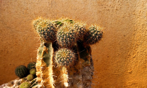 Close-up of cactus