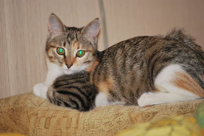 Close-up portrait of tabby cat