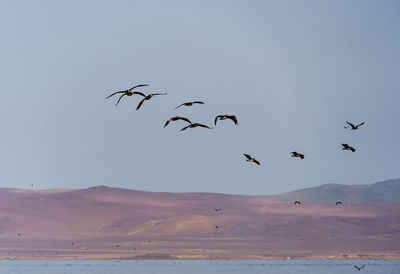 Birds flying over sea against sky