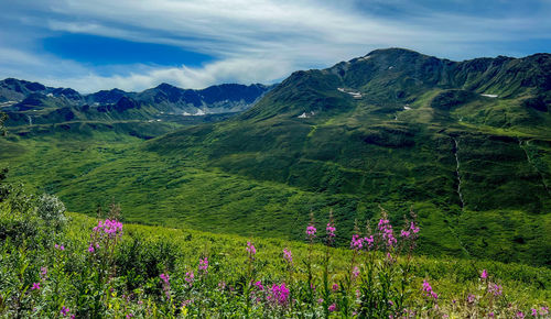 Wildflowers growing on the side of the mountain in hatchers pass, alaska 