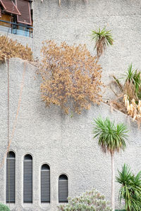 Close-up of trees in urban landscape