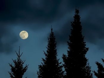 Low angle view of trees against sky at night