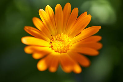 Close-up of orange flower