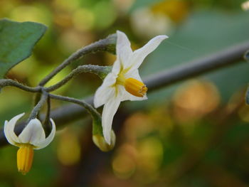 Close-up of white flowering plant