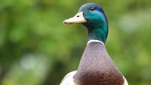 Close-up of duck 