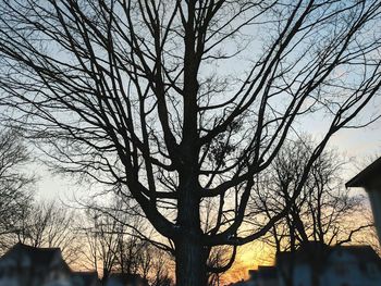 Low angle view of silhouette bare tree against sky