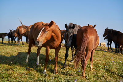 Horses on a field