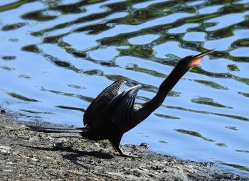 Bird on a lake