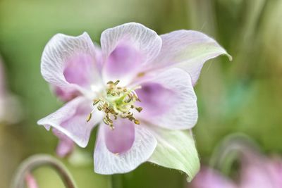 Close-up of flower blooming outdoors