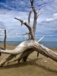 Driftwood on beach against sky