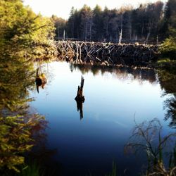 Reflection of trees in water