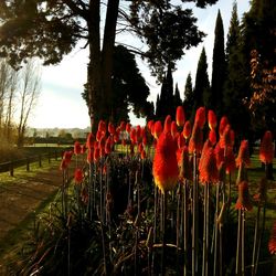 Red poppy flowers against trees