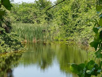 Scenic view of lake by trees