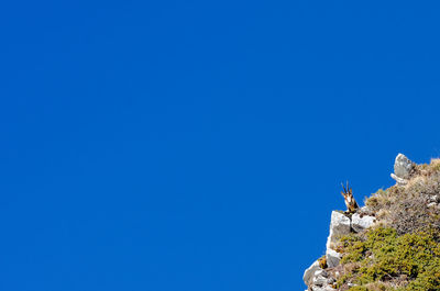 Low angle view of chamois on rock against clear blue sky