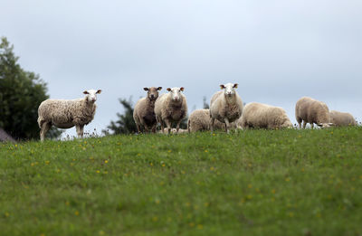 Flock of sheep on field