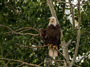 Low angle view of bald eagle perching on branch