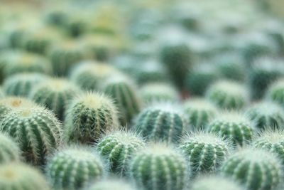 Close-up of cactus