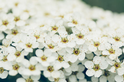 Close-up of white cherry blossoms