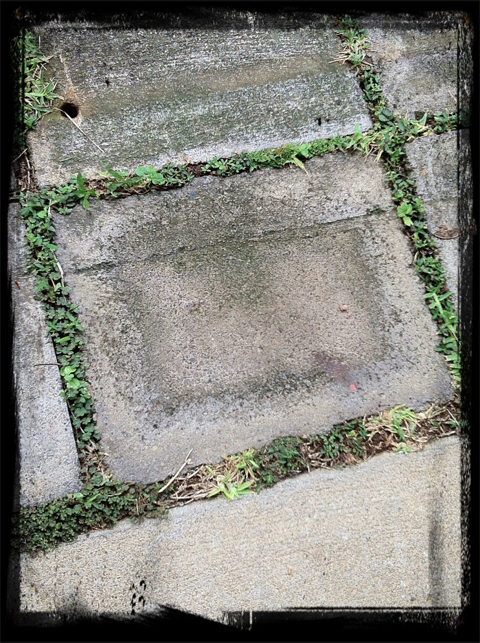 transfer print, auto post production filter, high angle view, street, sunlight, shadow, plant, day, growth, outdoors, footpath, cobblestone, paving stone, no people, textured, grass, road, sidewalk, asphalt, road marking