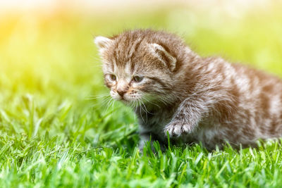 View of a cat looking away