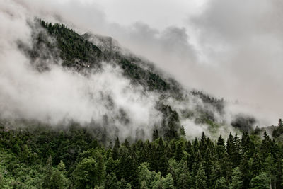 Scenic view of pine trees against sky