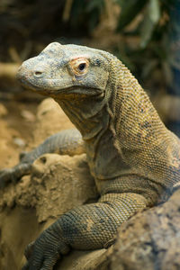 Close-up of lizard