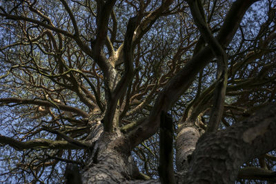 Low angle view of tree against sky