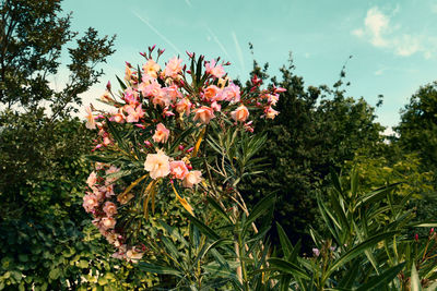 Low angle view of flowers blooming on tree