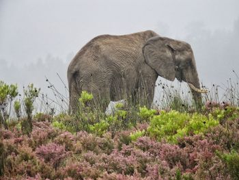 View of elephant on field against sky