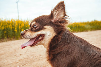 Close-up of dog sticking out tongue against sky