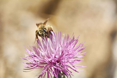 Bee on pink flower eating pollen, macro photography, details, colorful