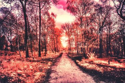 Road amidst trees against sky during sunset