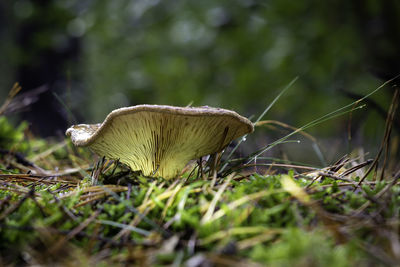 Close-up of mushroom on field