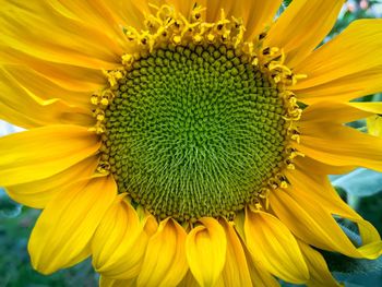 Close-up of sunflower blooming outdoors