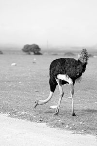 View of a bird on the land