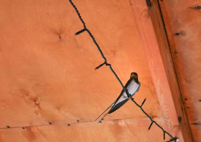 Low angle view of bird perching on wall