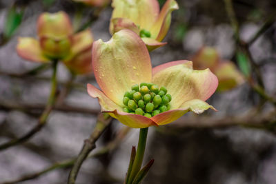 Close-up of flowering plant against blurred background