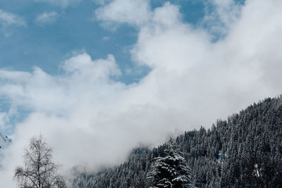 Low angle view of trees against sky during winter