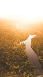 High angle view of river amidst forest during sunny day