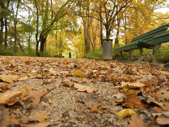 Autumn leaves on tree