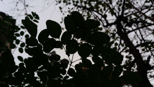 Close-up of silhouette plant against trees