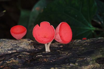 Close-up of red mushrooms growing on field